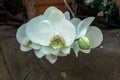 White orchids blooming in the tropical garden Royalty Free Stock Photo