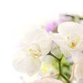 White orchids blur background