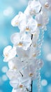 White orchids bouquet against a sparkling blue background with bokeh. With copy space. Ideal for poster, greeting card Royalty Free Stock Photo