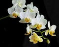 White Orchids Close-Up Royalty Free Stock Photo