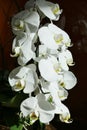 White orchids in a cluster with light highlights