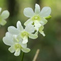 White orchids