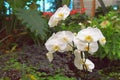 White Orchids In Tropical Garden