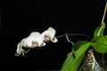 White orchids flower with pink colour on black background Royalty Free Stock Photo
