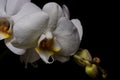 White orchids flowers on a black background Royalty Free Stock Photo