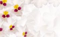 White orchids flowers. Floral  background.  Closeup. Greeting card. Royalty Free Stock Photo