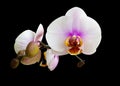 White orchids flowers it is isolated on a black background Royalty Free Stock Photo