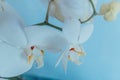 White orchids flowers on light blue background close up. Phalaenopsis orchid of white color on a light blue background Royalty Free Stock Photo