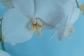 White orchids flowers on light blue background close up. Phalaenopsis orchid of white color on a light blue background Royalty Free Stock Photo