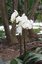 White Orchids Flowers Royalty Free Stock Photo