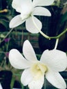 White orchids in the garden