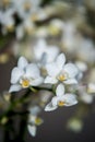 White orchids macro on dark background Royalty Free Stock Photo