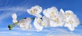 White Orchids over Blue Sky Royalty Free Stock Photo