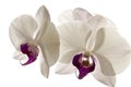 White orchids with purple core isolated against white