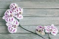 White orchids with purple spots on gray wooden background Royalty Free Stock Photo