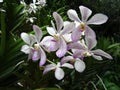 White Orchids with Purple Spots