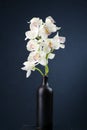 White orchids, still life