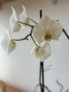 White orchids with strong stems in pot with buds growing Royalty Free Stock Photo