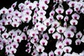 White orchids vanda flowers with pink striped  blooming in garden Ã Â¸Â´black background Royalty Free Stock Photo