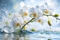 White orchids on the water splash. Close up Royalty Free Stock Photo