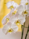 White orchids