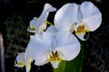 White orchids Royalty Free Stock Photo