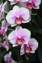 White orchild tropical flowers