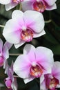 White orchild tropical flowers