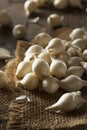 White Organic Pearl Onions Royalty Free Stock Photo