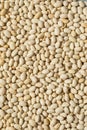 White Organic Raw Navy Beans Royalty Free Stock Photo