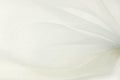 White organza fabric macro