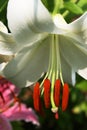 White Oriental Casa Blanca Lily