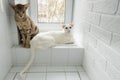 White oriental cat and oriental shorthair tabby kitten warming on the radiators Royalty Free Stock Photo