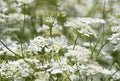 White Orlaya Flowers Covering the Entire Frame Royalty Free Stock Photo