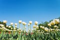 White ornamental tulips on flowerbed on blue sky