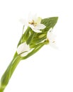 White Ornithogalum flowering spike