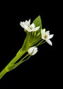 .white Ornithogalum flowering spike