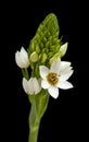 White Ornithogalum flowering spike