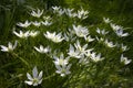 White Ornithogalum flowers in the garden