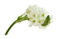 White ornithogalum flowers isolated