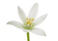 White Ornithogalum (Grass Lily) Flower Royalty Free Stock Photo