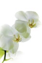 White orquid flower ornamental