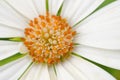 White Osteospermum African Daisy