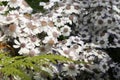 White Osteospermum. Blooming African Daisies from the sunflower family Asteraceae Royalty Free Stock Photo