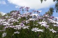 White Osteospermum Ecklonis Bush Royalty Free Stock Photo