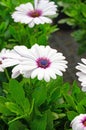 White osteospermum ecklonis with green leaves Royalty Free Stock Photo