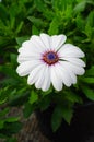 White osteospermum ecklonis with green leaves Royalty Free Stock Photo