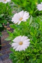 Beautiful white osteospermum ecklonis flower Royalty Free Stock Photo