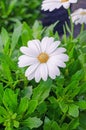 Beautiful white osteospermum ecklonis flower Royalty Free Stock Photo