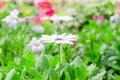 Beautiful white osteospermum ecklonis flower Royalty Free Stock Photo